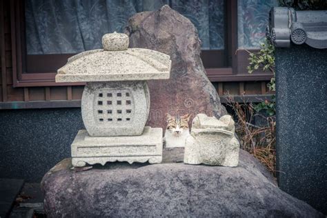 Cat in a Japanese shrine stock photo. Image of white - 89554076