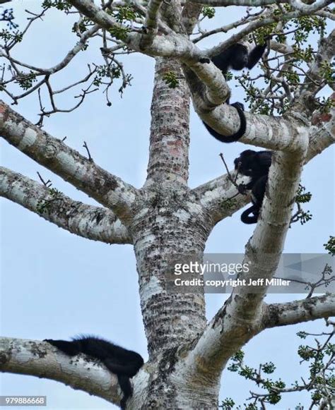 Howler Monkey Belize Photos And Premium High Res Pictures Getty Images