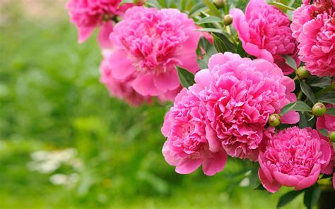 Peonies Wallpaper Peonies wallpapers desktop