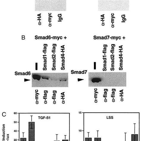 Smad And Smad Are Regulated Genes In Vascular Endothelium A