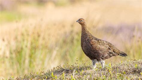 Red Grouse by Pistolpete2007 on DeviantArt