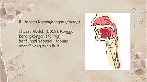 Jenis Jenis Dan Fungsi Alat Ucap Youtube