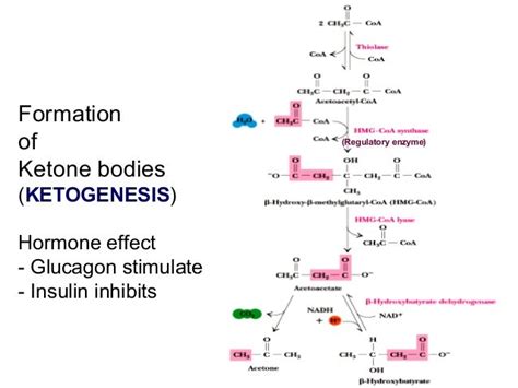 Metabolism of ketone bodies