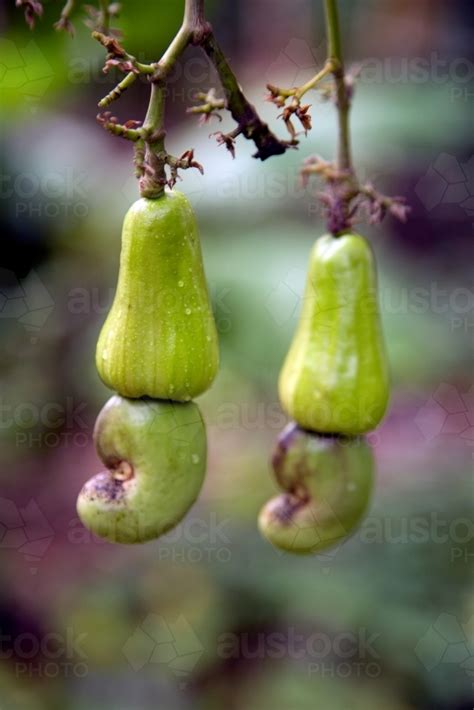 Image Of Cashews Growing On A Cashew Tree Austockphoto