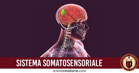 Sistema Somatosensoriale Scienze Motorie