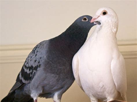 Palomacy Rescues & Rehomes Pigeons & Doves - GlobalGiving