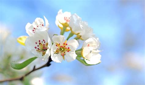 Kostenlose Apfelbaum Und Natur Bilder Pixabay