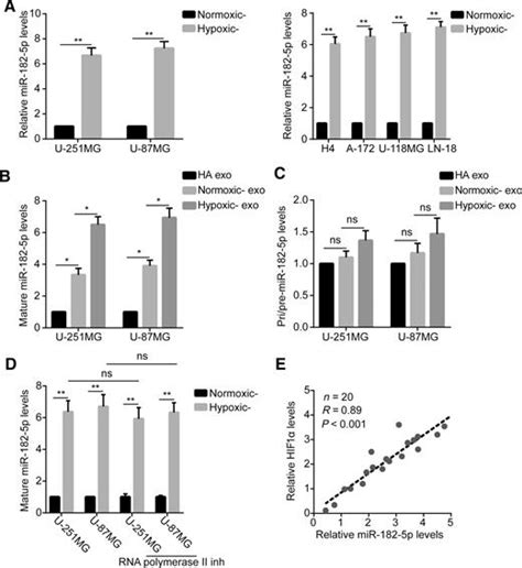 Hypoxic Cancer Secreted Exosomal Mir 182 5p Promotes Glioblastoma