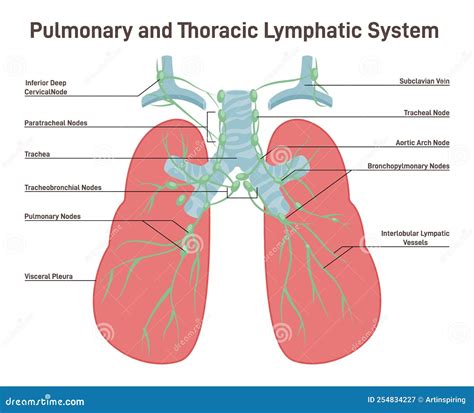 Pulmonary And Thoracic Lymph Node Fluid Exchange Body Defense Stock