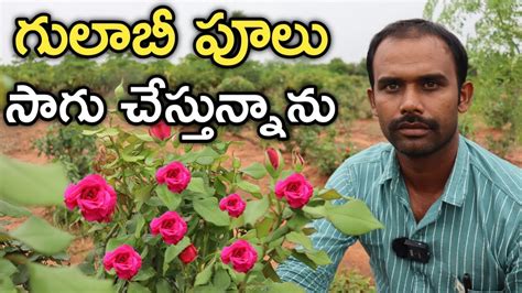 ఎకరల IIHR ARKA SAVI గలబ పల సగ చసతనన Raithu Badi YouTube