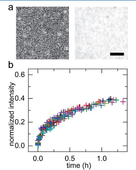 Figure 2 From Revisiting Polymer Surface Diffusion In The Extreme Case Of Strong Adsorption