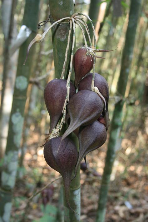 Sweet Not Protein In Bamboo Fruits Triggers Rat Boom Study The Hindu