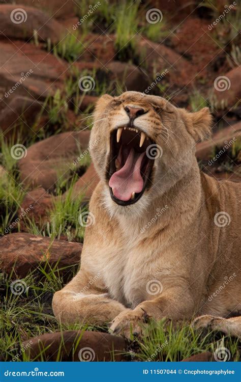 Leoa Que Boceja Foto De Stock Imagem De Felino Fechado