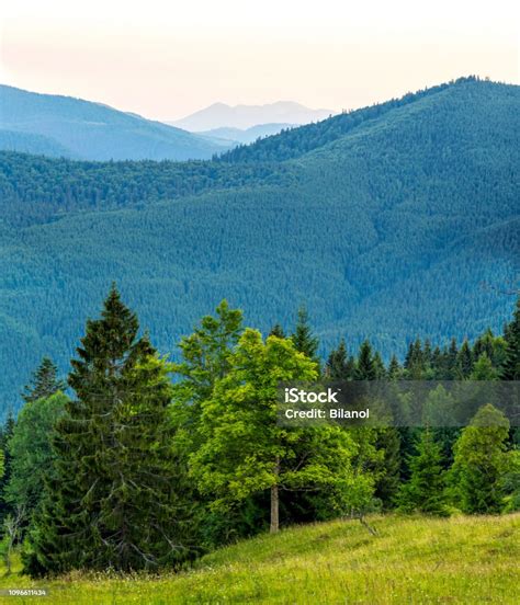 Gambar Vertikal Hutan Hijau Yang Indah Dan Pegunungan Biru Pegunungan