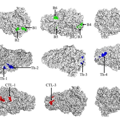 Figure Epitopes Of Sads Cov Spike Protein Candidate Antigen Tertiary