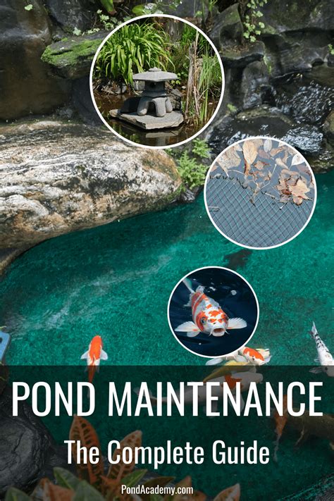 Pond Maintenance Everything You Need To Know Artofit