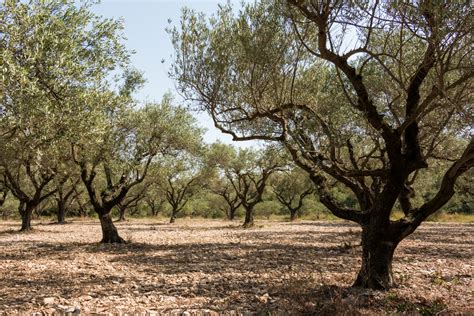 Jornada De Campo Sobre Cubiertas Vegetales En Oli Agromaquinaria Es