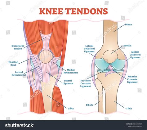 Knee Tendons Medical Vector Illustration Scheme Anatomical Diagram