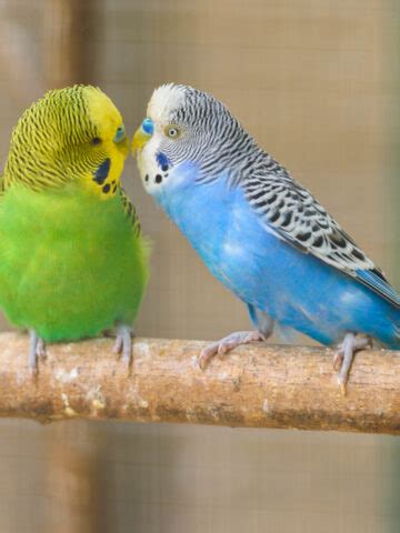 Why Do Parakeets Puff Up Find Out Now Pet Advisers