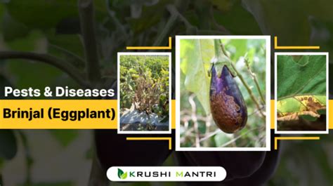 Brinjal Eggplant Pests And Diseases Identification And 4 Tips How To Control Krushi Mantri