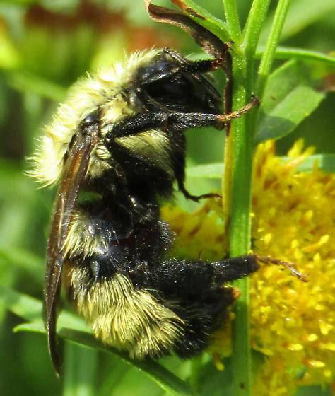 Bombus On Euthamia Bombus Flavidus Bugguidenet