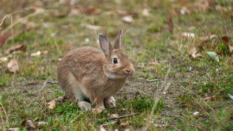 Rabbit Removal Trutech Wildlife Service Professional Rabbit Control