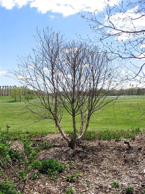 Betula Nigra Fox Valley River Birch A Dwarf Form Shrub Flickr