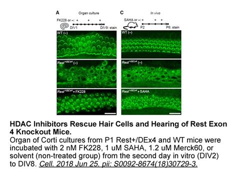 Apexbio Romidepsin Fk Hdac Hdac Inhibitor Potent And