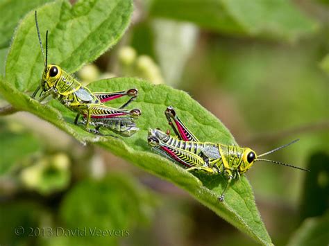 Grasshoppers By Davidveevers On Deviantart