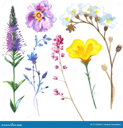 Gemalte Wildflowerblumen Stellten In Eine Aquarellart Ein Stock