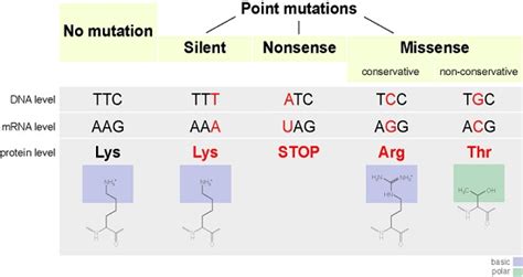 What Is The Difference Between DNA Sequence Mutations And Epigenetic