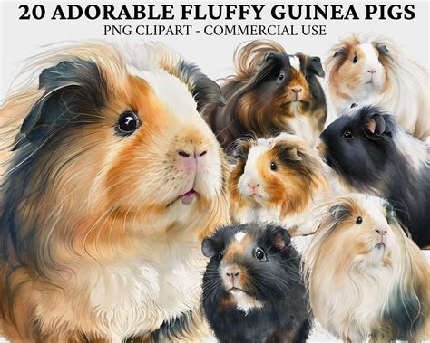 Cute Watercolor Guinea Pigs Clipart Bundle Watercolor Fluffy Etsy Uk