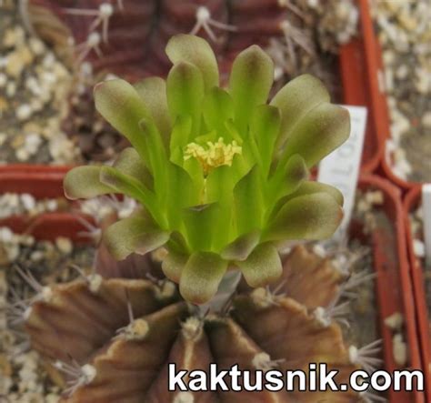 357 Gymnocalycium mihanovichii v stenogonum три рослини Копировать