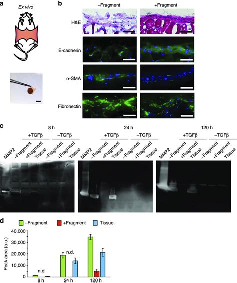 Membranes Interfaced With Mouse Peritoneal Tissue Explants A Ex