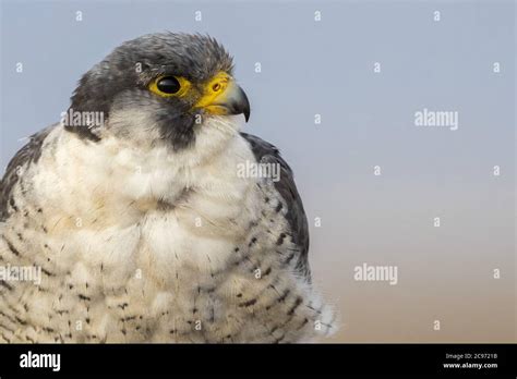 Peregrine Falcon Head Shot Hi Res Stock Photography And Images Alamy