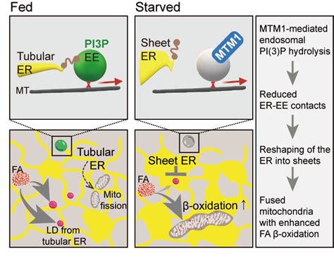 Starvation Causes Cell Remodelling