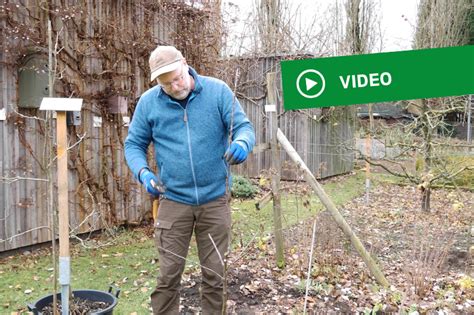 Obstbaumschnitt Spindel Pyramidenkrone Landesverband Westfalen