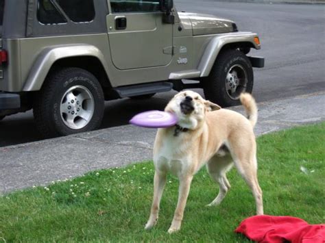 frisbee dog fail Blank Template - Imgflip