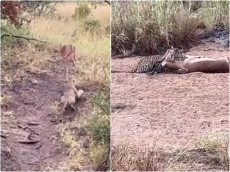 Cheetah Is Seen Hunting A Deer At High Speed Inside Forest Video Goes Viral Video जंगल के बीच