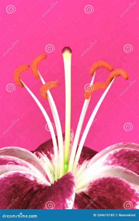 Lily Anther Cross Section Seen Through Microscope For Education Stock