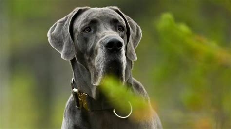 Las Razas De Perro M S Grandes Del Mundo