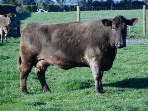 Buy And Sell Cattle Nz Murray Grey