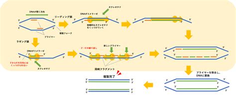 U Are Biomedicalist基礎知識