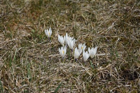 White crocus flowers stock image. Image of nature, crocus - 178171835