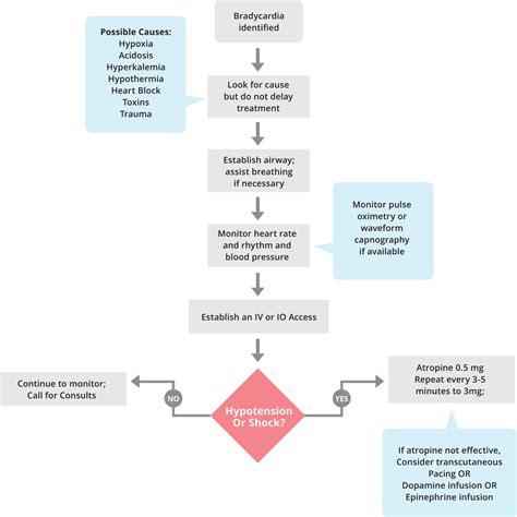 Adult Bradycardia Algorithm Acls Medical Training