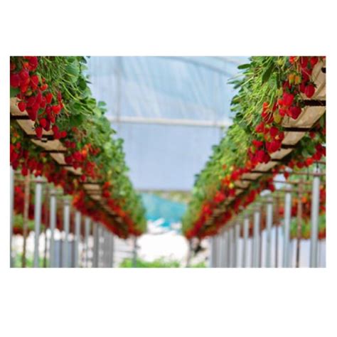 Pure Hydroponics Run Off Gutter Choosing The Right Hydroponics System