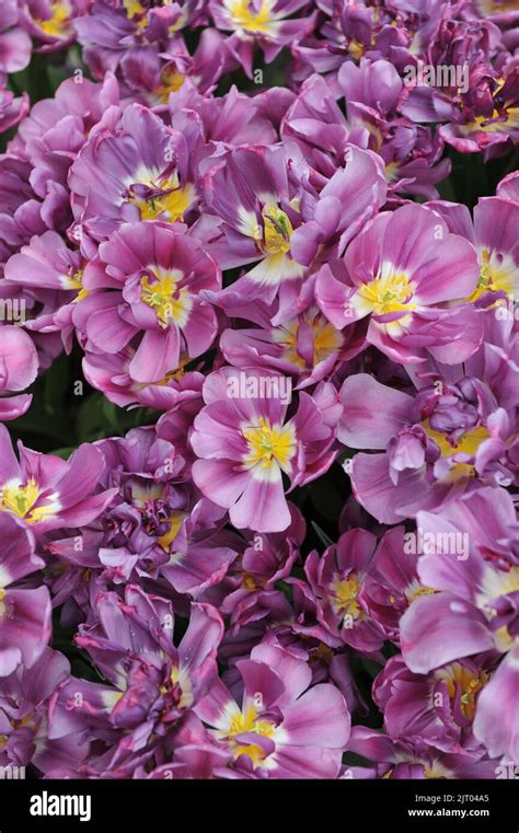 Peony Flowered Double Early Tulips Tulipa Purple Sky Bloom In A