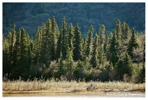 Sunlit Spruce Trees Alaska Sierra Impressions