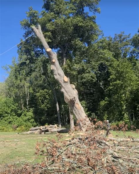 Video Year Old Oak Tree At Waveny Comes Down Newcanaanite