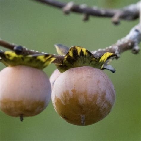 Buy Date Plum Persimmon Diospyros Lotus 5 Seeds Online Seeds Hobbyseeds Store